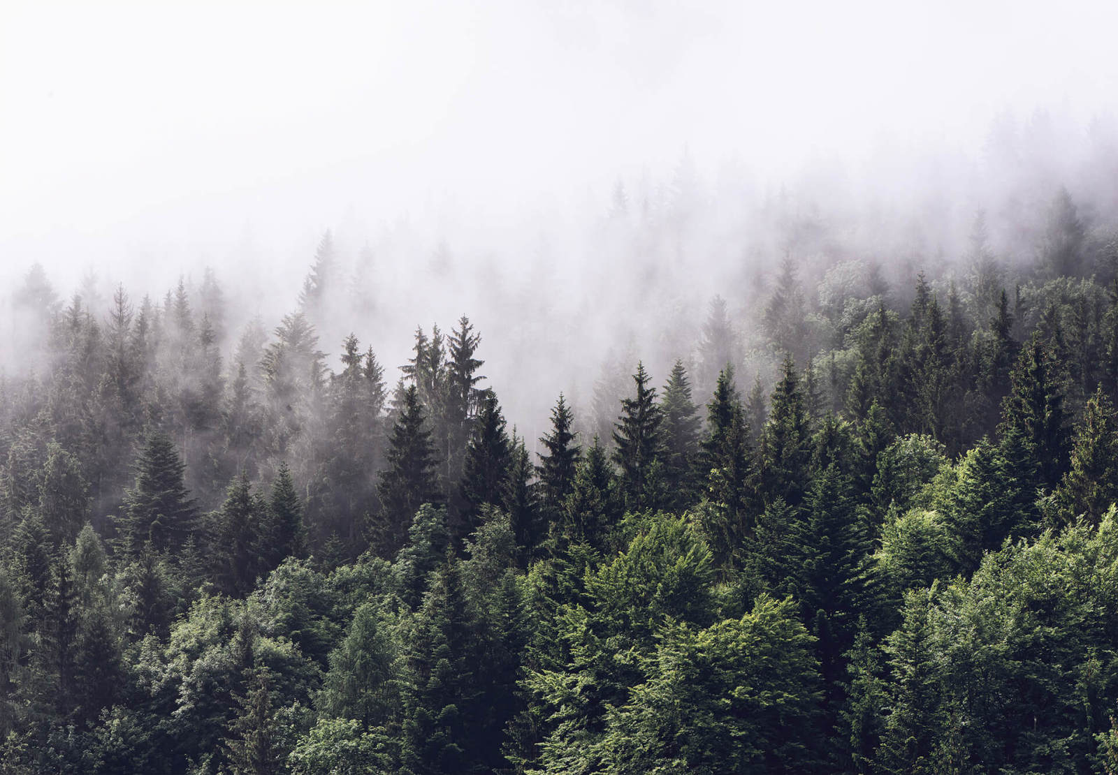 Fototapete DESIGNWALLS 2.0 - grün-weiß - Wald - 2,5 Meter