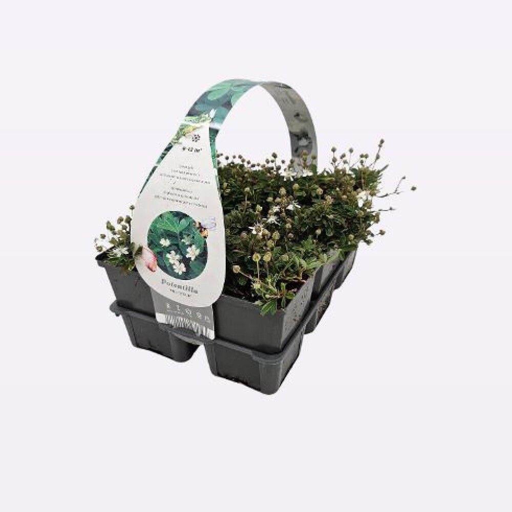 POTENTILLA TRIDENTATA NUUK 6-PAKK 9CM