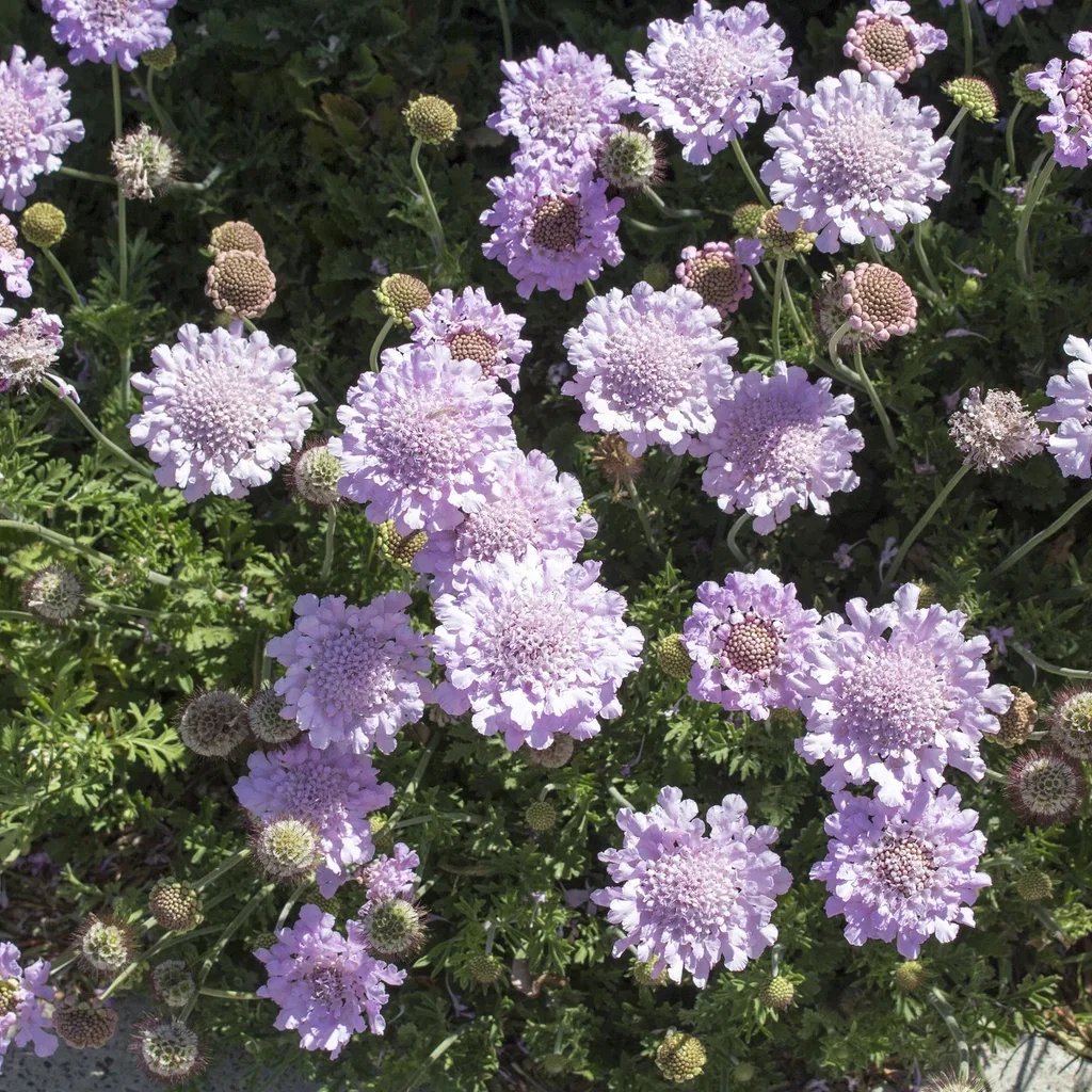 Scabiosa columbaria 'Butterfly Blue' Bakkeknapp 'Butterfly Blue' Ø11 cm