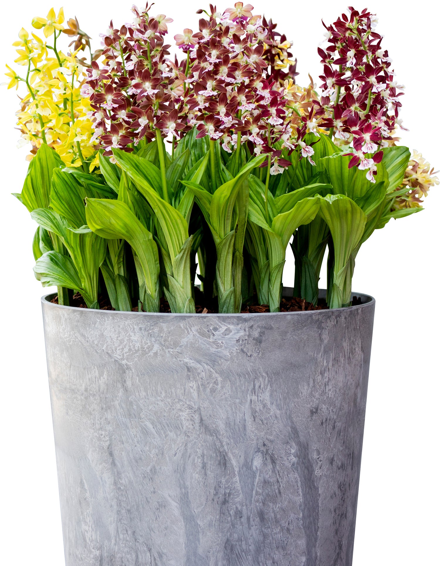Tuinorchidee (Calanthe) D 12 H 25 cm