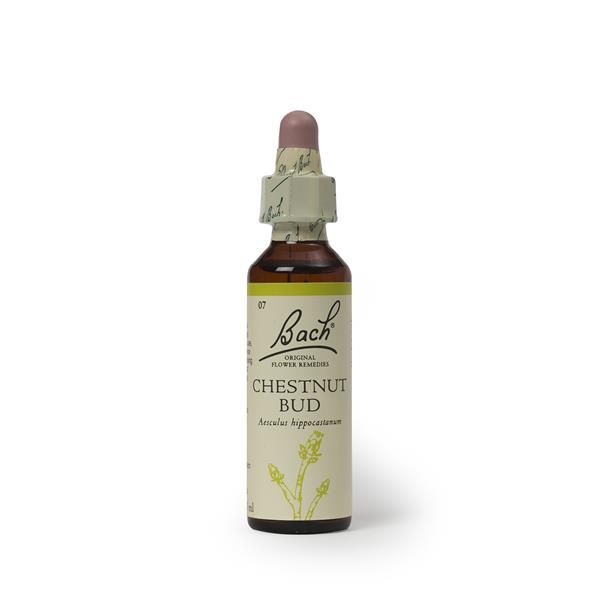 Chestnut Bud (Sabedoria) Floral De Bach
