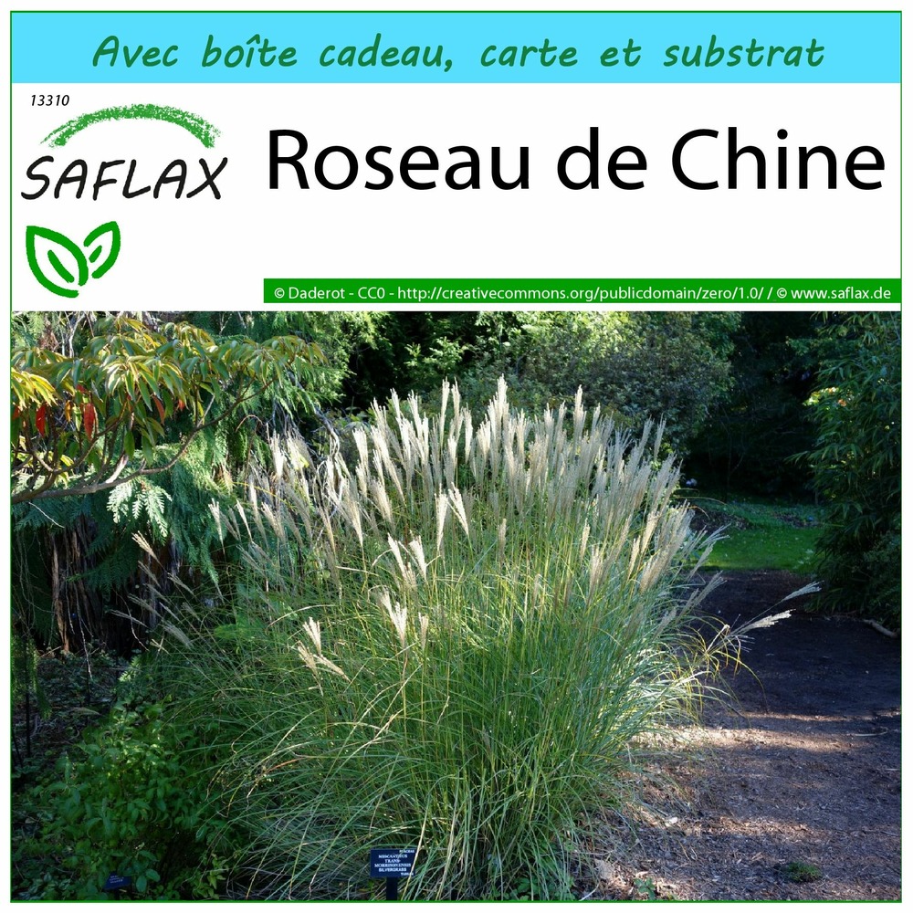 Kit cadeau - roseau de chine - 200 graines - miscanthus sinensis