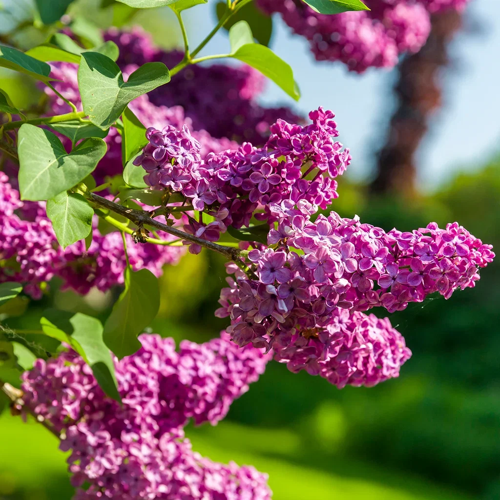 Syringa vulgaris 'Andenken an Ludwig Späth' Duftsyrin 'Andenken an Ludwig Späth' på stamme Høyde 175-200 cm