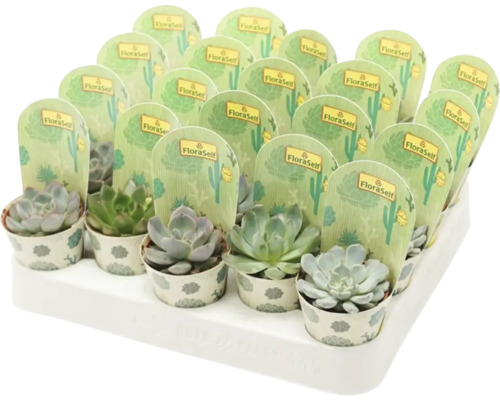 Echeveria Mix FloraSelf Echeveria Ø 5,5 cm pot willekeurige variëteitselectie