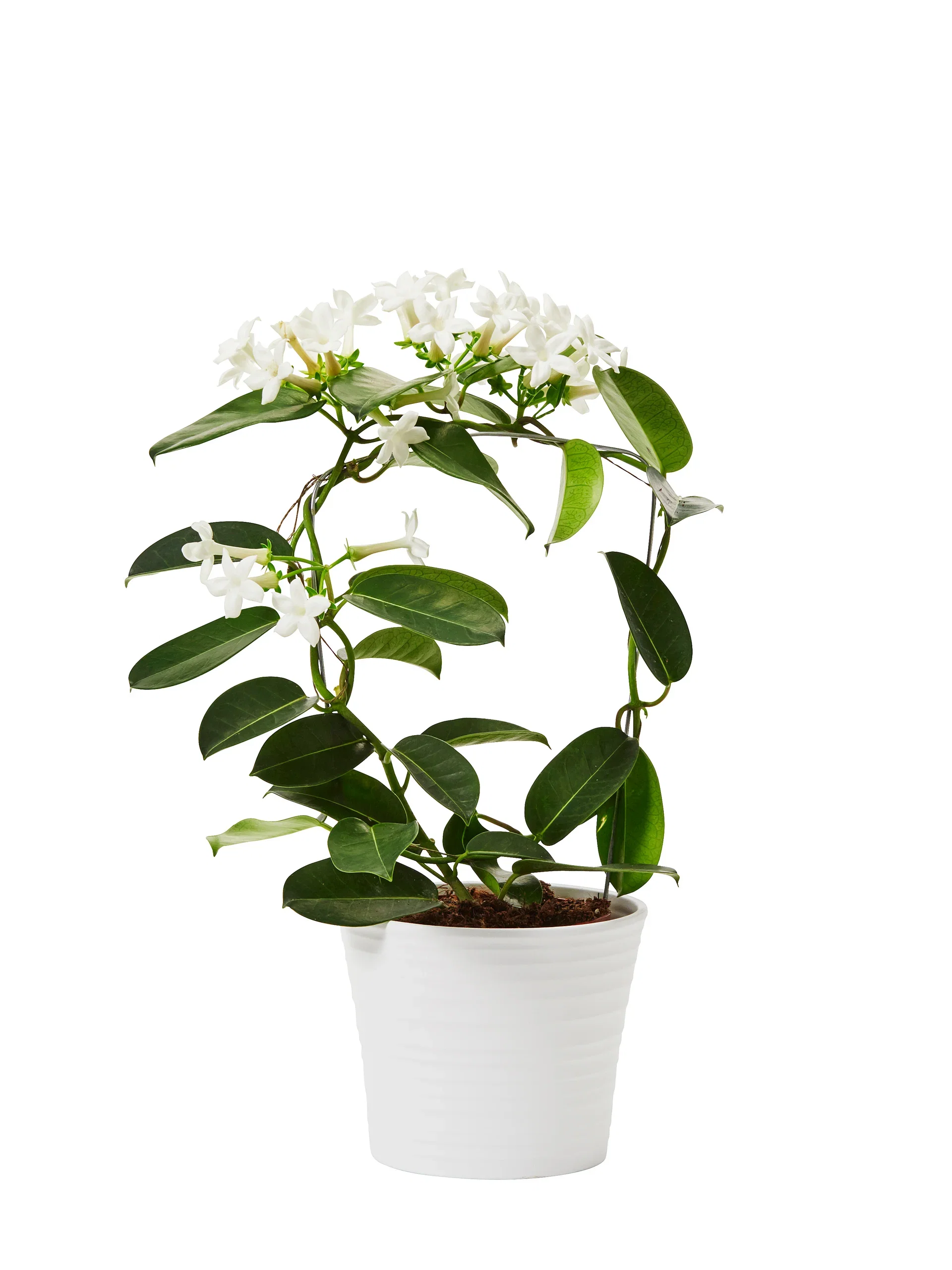 Stephanotis floribunda Duftranke Høyde 40 cm