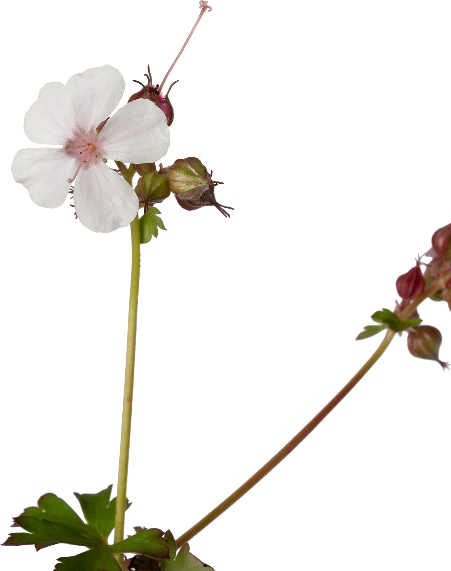 Ooievaarsbek (Geranium cantabrigiense 'Cambridge') D 11 H 15 cm