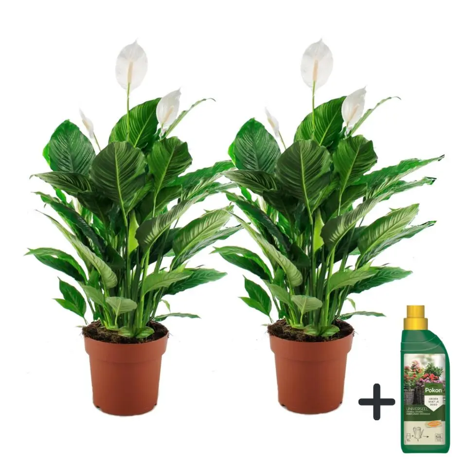 Lepelplant   Pokon - Set van 2 - Spathiphyllum 'Lima' - Hoogte 60-75cm - ⌀17cm