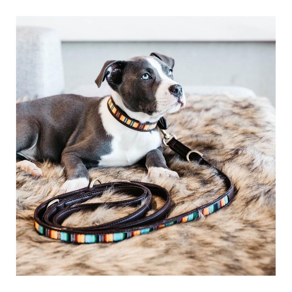 Kentucky PEARLS - Laisse pour chien mix orange