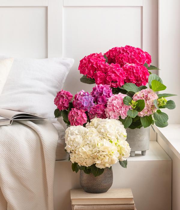 Hortensie - Hydrangea macrophylla