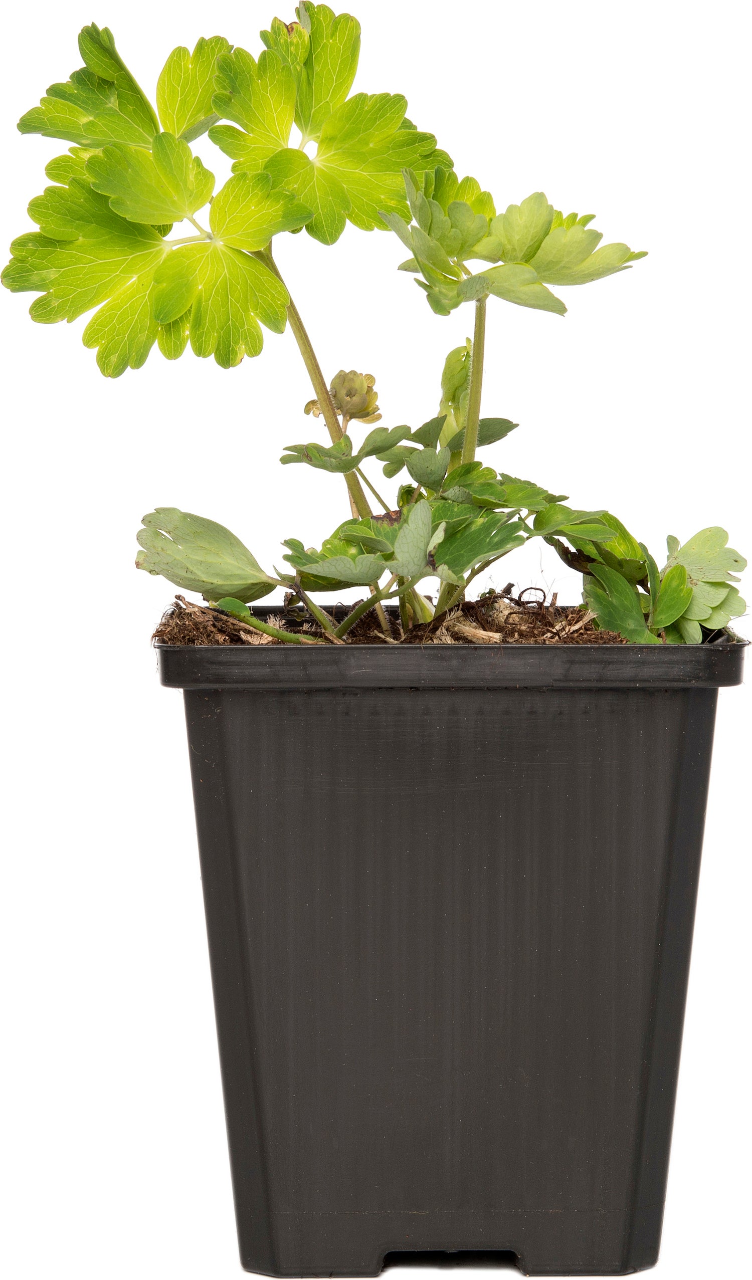 Akelei (Aquilegia 'Biedermeier') D 9 H 15 cm