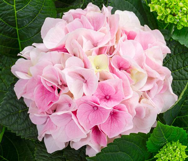 Hortensie - Hydrangea macrophylla 'Diamond'