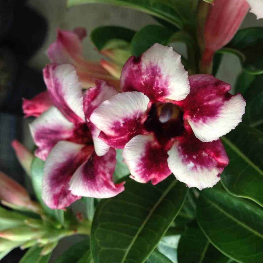 Adenium obesum cv.prakay muang rose - taille caudex d'environ 2000g 25/30cm très gros caudex
