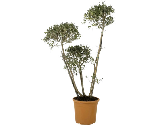 Olijfboom Pom Pom FloraSelf Olea europaea H ca. 115 cm Ø 30 cm pot 35 Jaar FloraSelf Jubileumeditie