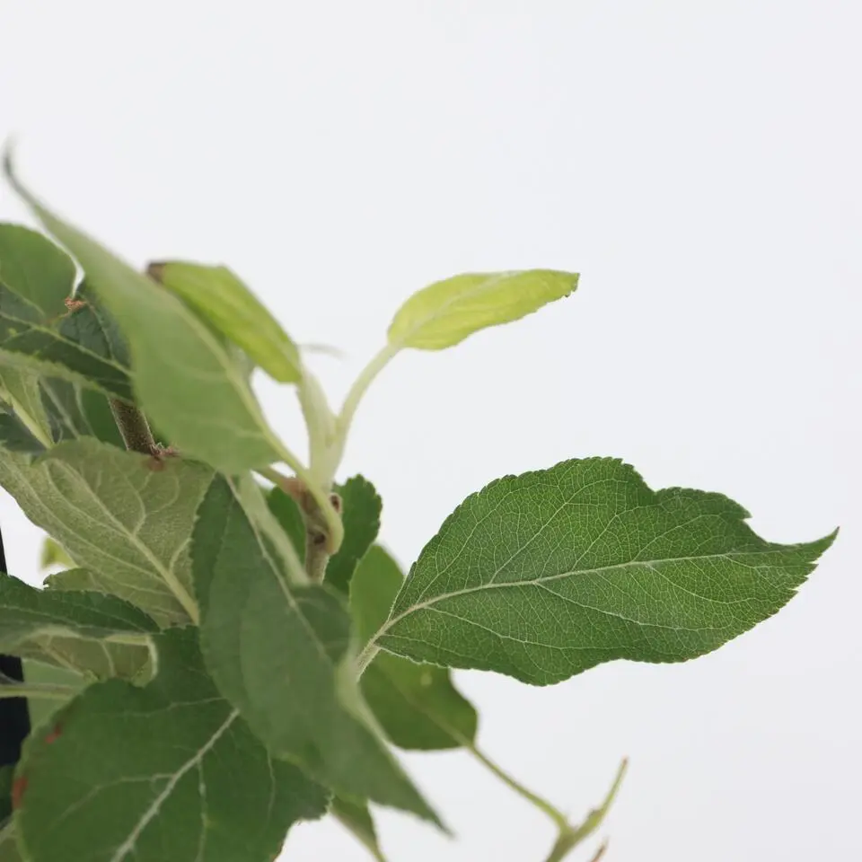 Mix fruitzuilen met plantenvoeding - Set van 4 - Hoogte 60-70cm - ⌀9cm