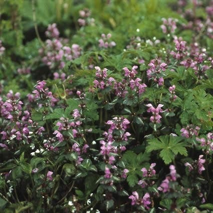 Dovenetel (Lamium maculatum 'Roseum) D 9 H 10 cm