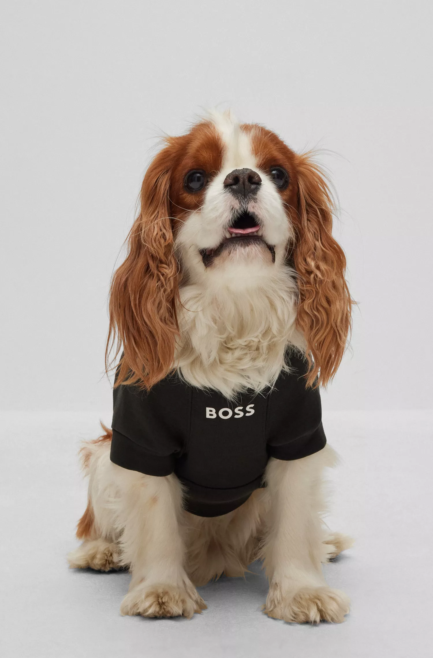 Suéter BOSS Black-Dog em mistura de algodão
