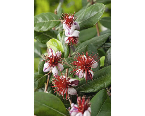 Biologische Guava FloraSelf Biologische Psidium guajava H. ca. 40 cm Co 3 L Struik 35 Jaar FloraSelf Jubileumeditie