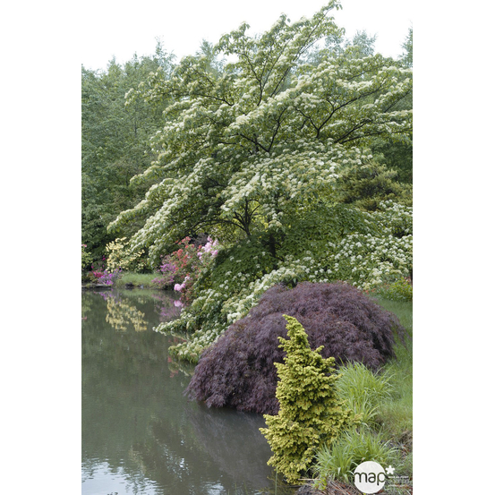 Cornus controversa ' Variegata ' : conteneur 5 litres