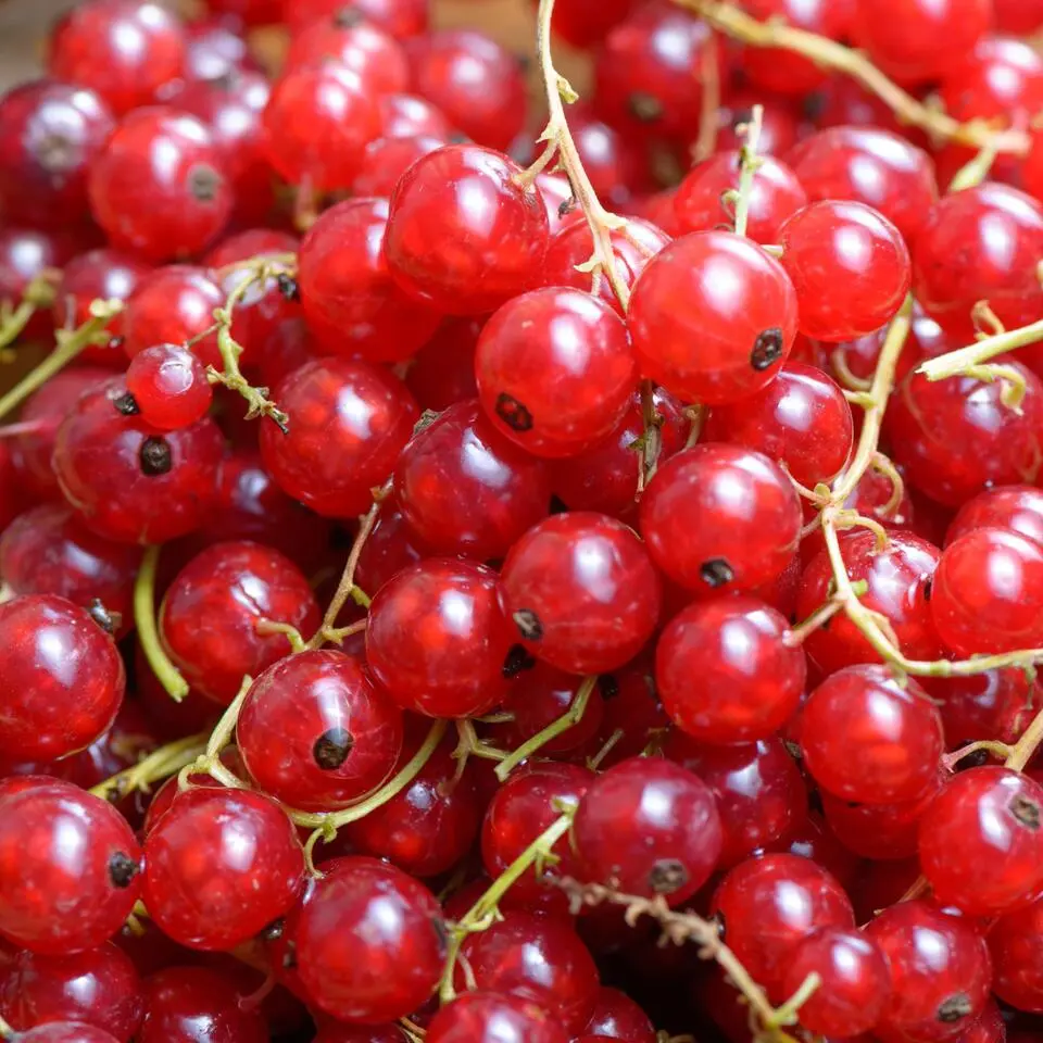 Aalbes - Set van 3 - Ribes rubrum - Hoogte 25-40cm - ⌀9cm
