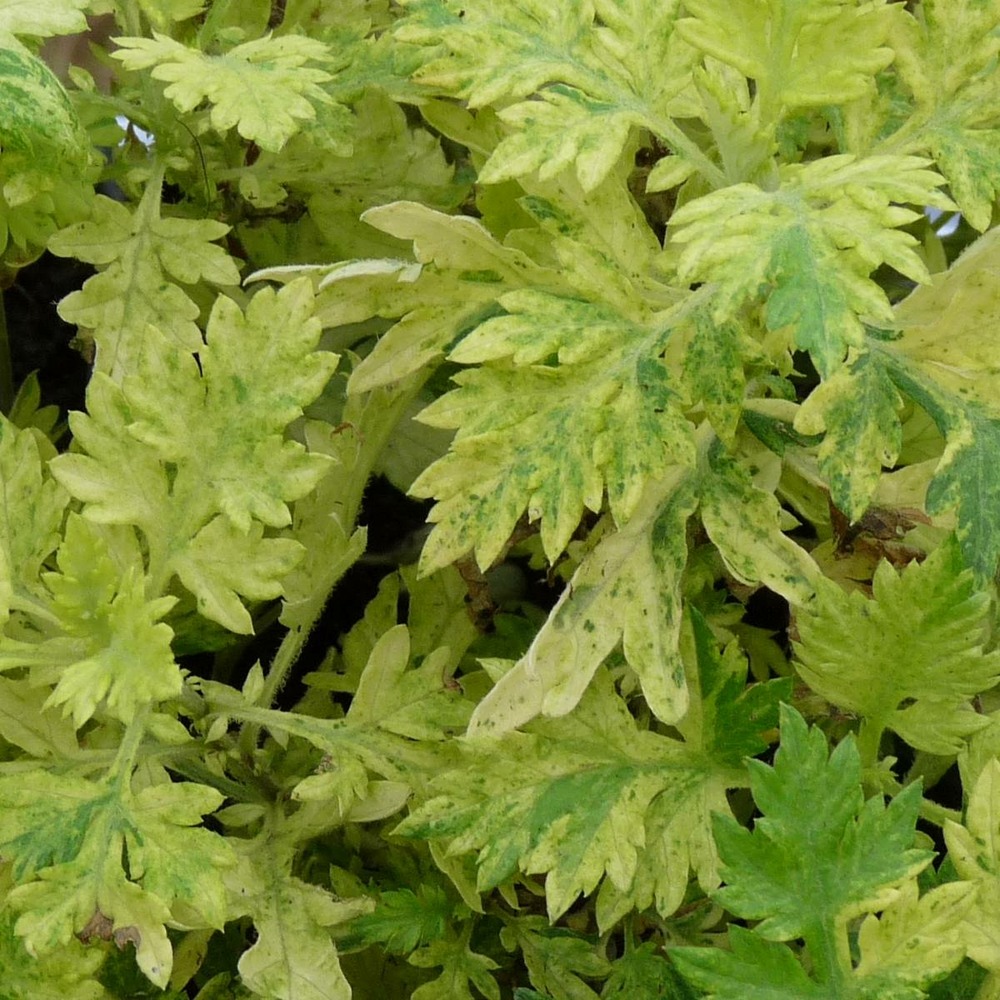 Armoise commune panachée bio/artemisia vulgaris orientalis 'limelight'[-]lot de 5 godets