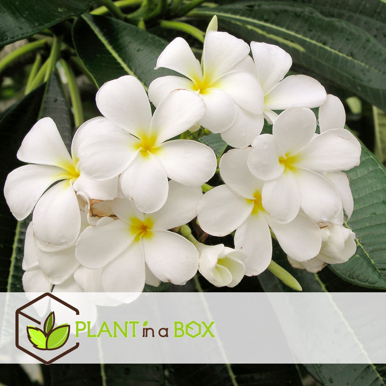 Plumeria frangipani blanc - hawaii - pot 17cm - hauteur 55-70cm