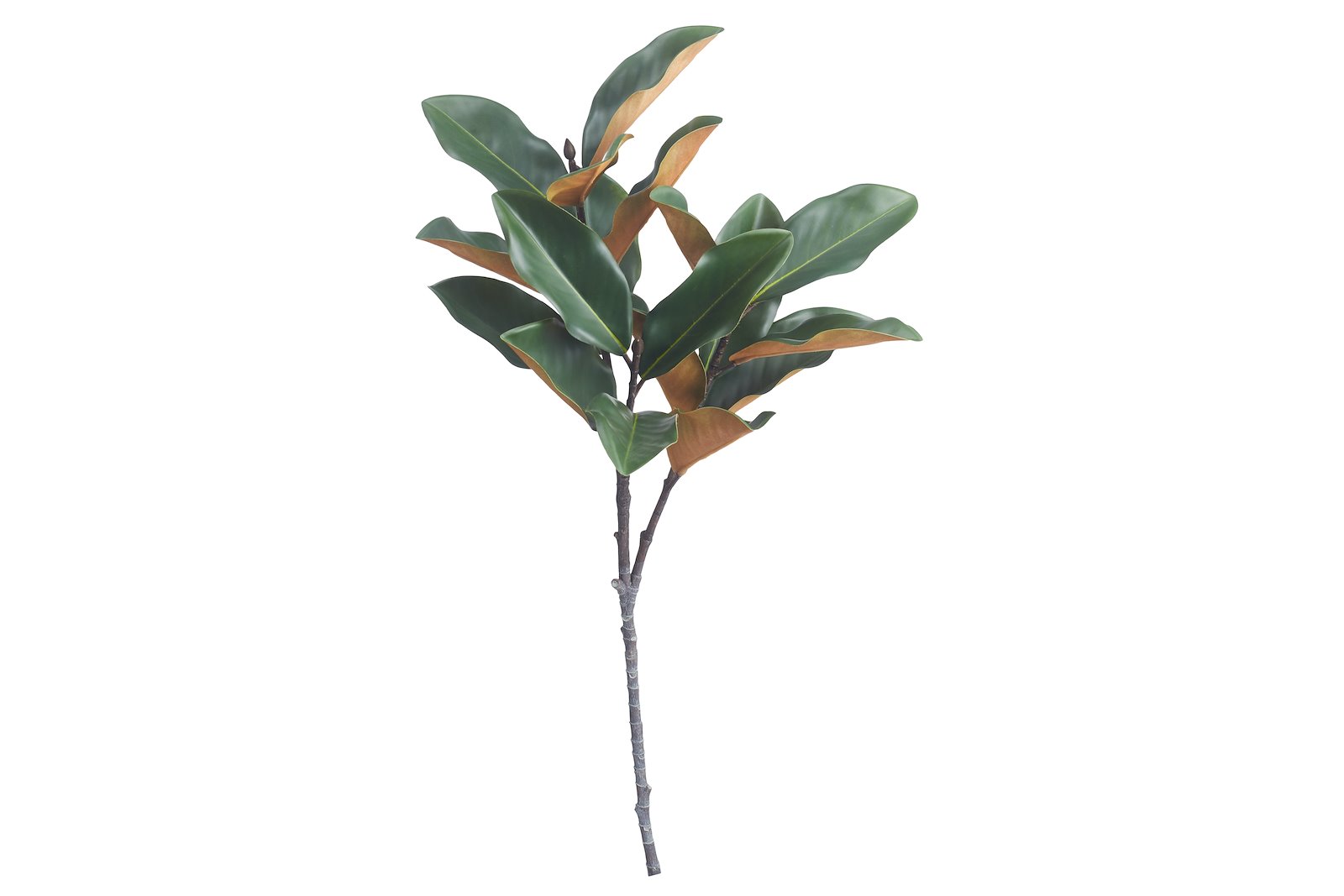 Magnolia kvist Grønn H100 cm