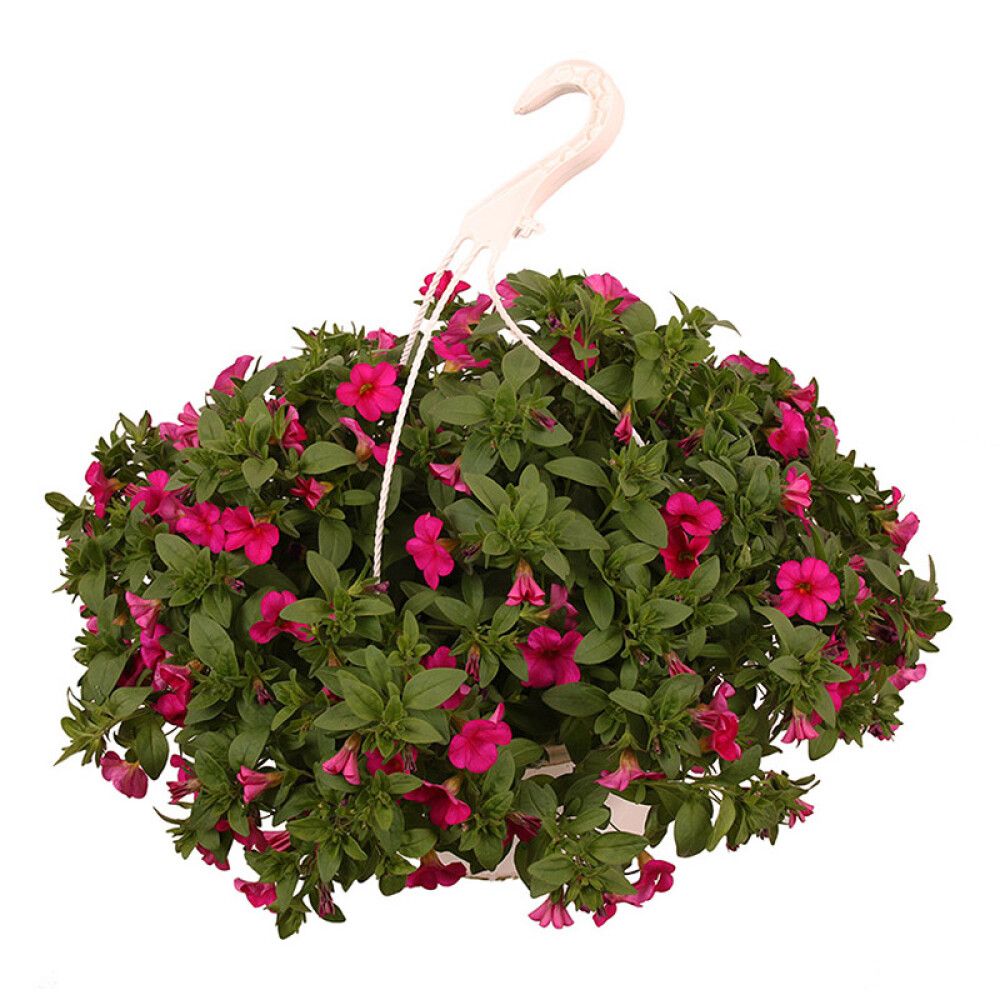 SUPERPETUNIA AMPEL Ø25CM