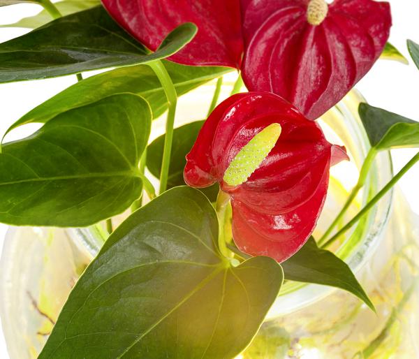 Waterplant Flamingoblume im Kugelglas -