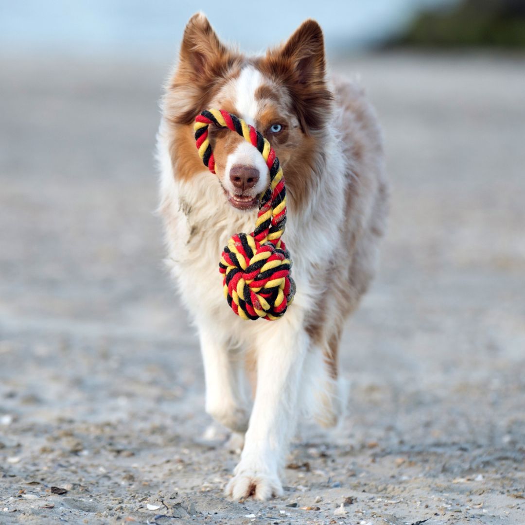 Hundespielzeug EM-Ball mit Loop - Laboni