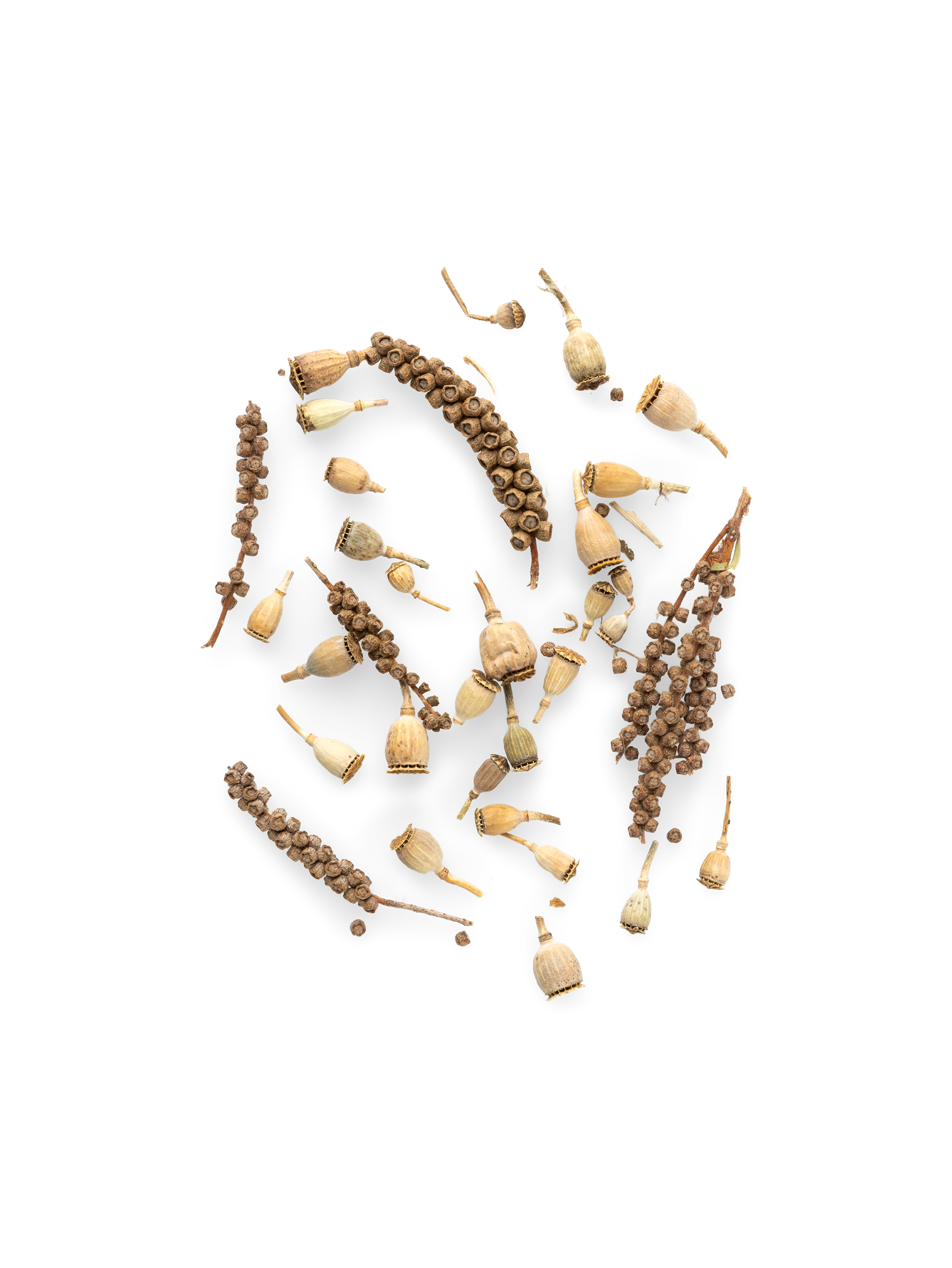 Dekorativ valmueblanding | 10 g.  | Light Brown