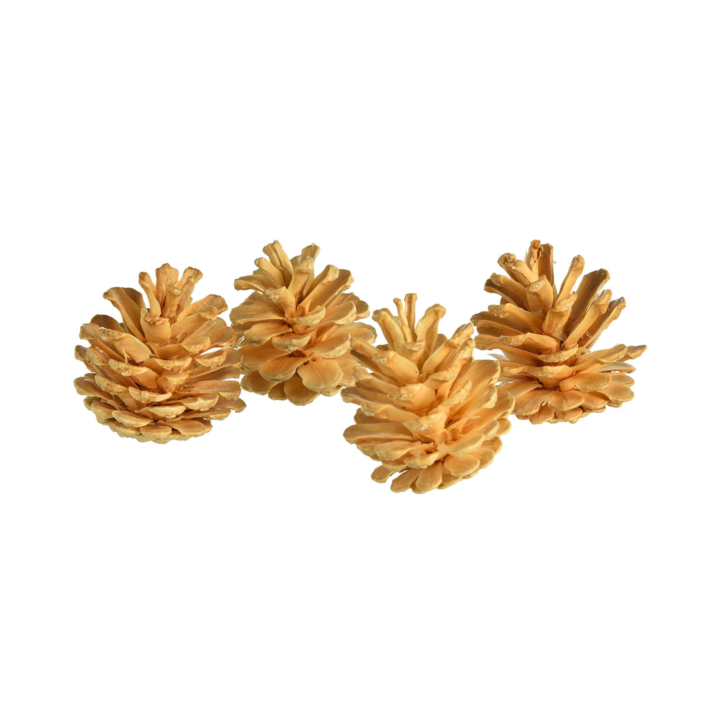 hellbeige, ⌀ 5 cm, 4 Stück
