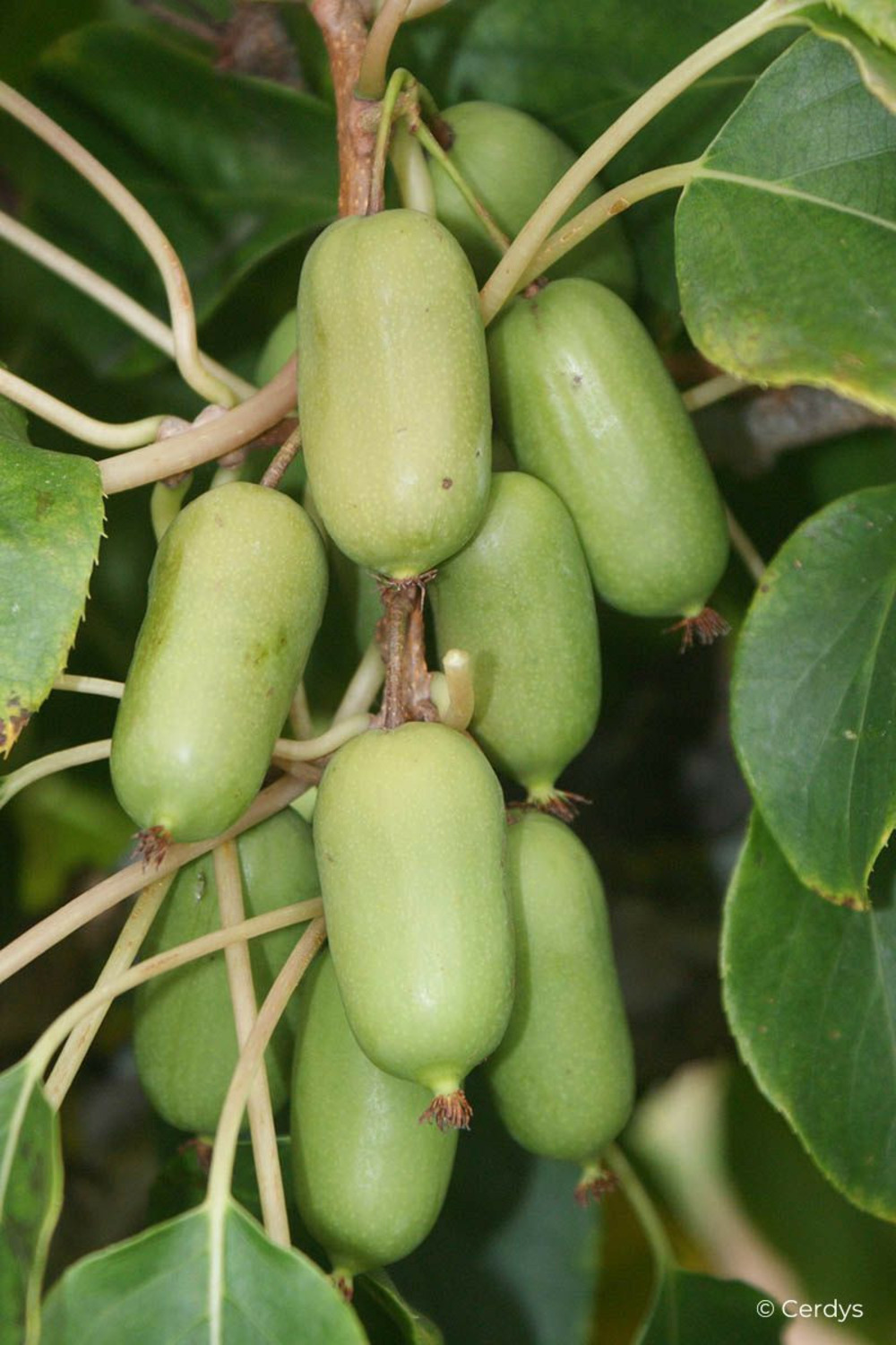 Kiwaî 'super jumbo' femelle - 1,5l