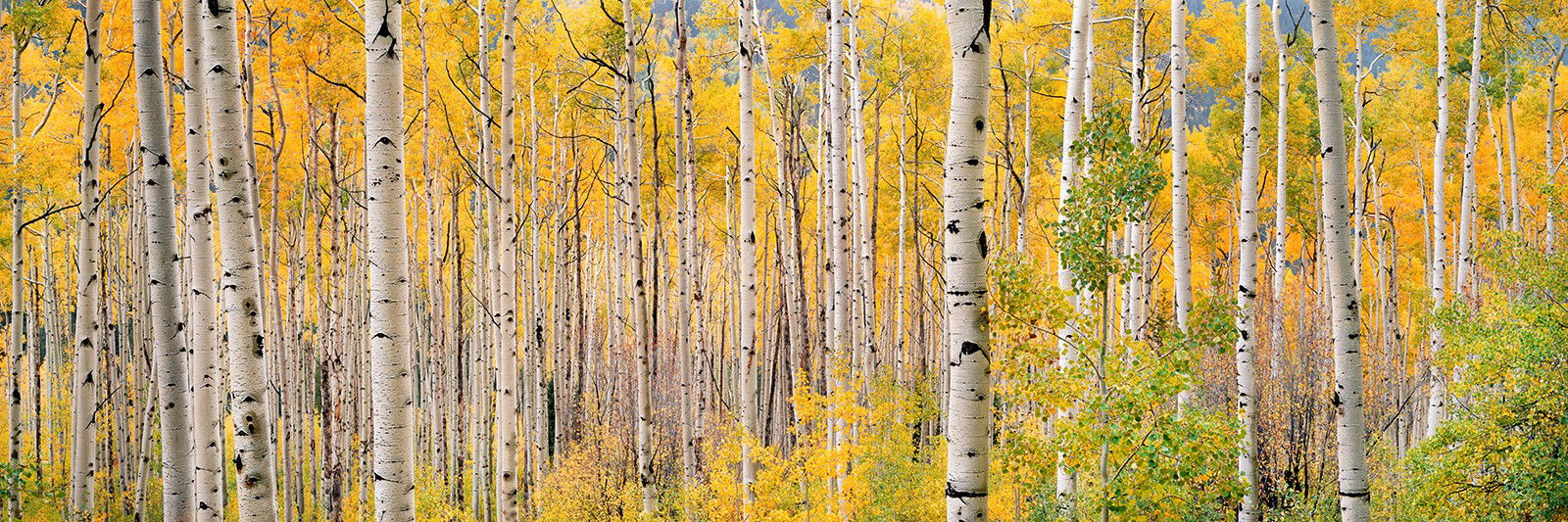 Translucent Aspens by Steven Friedman - Limited Edition. Edition of: 150. Signed.