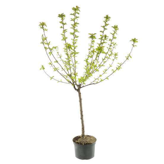 Abricotier Luizet TRUFFAUT: gobelet 3 ans d'âge C12L
