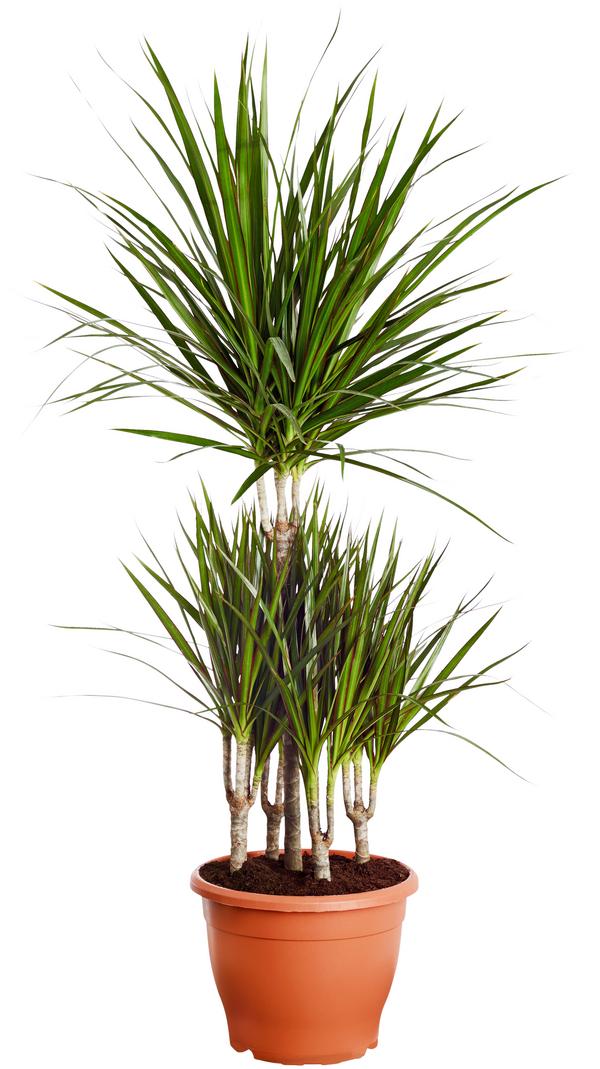 Drachenbaum - Dracaena marginata, Karussell