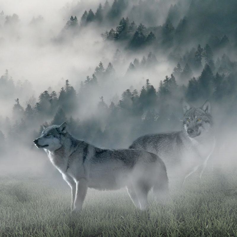Oreilles de bœuf avec poils Wolf of Wilderness High Valley