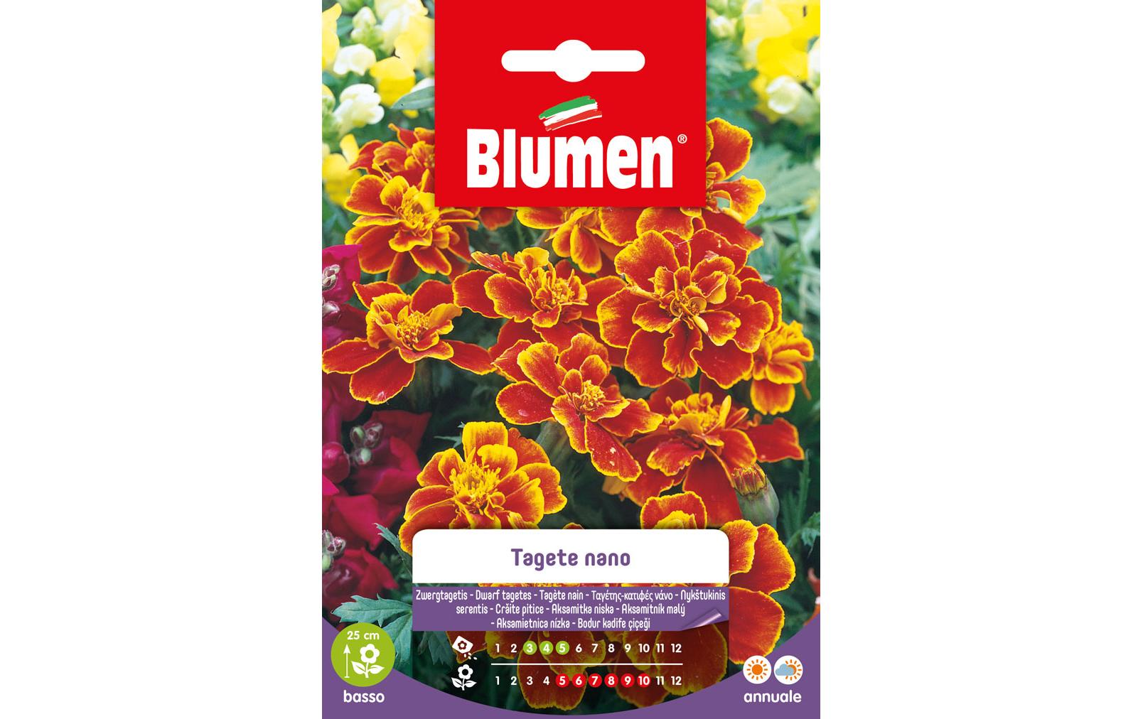 Saatgut Zwergtagetes MariettaBlumensamen