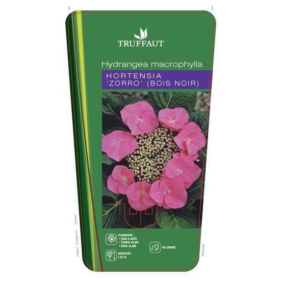 Hydrangea macrophylla ' Zorro rose '® : C5L