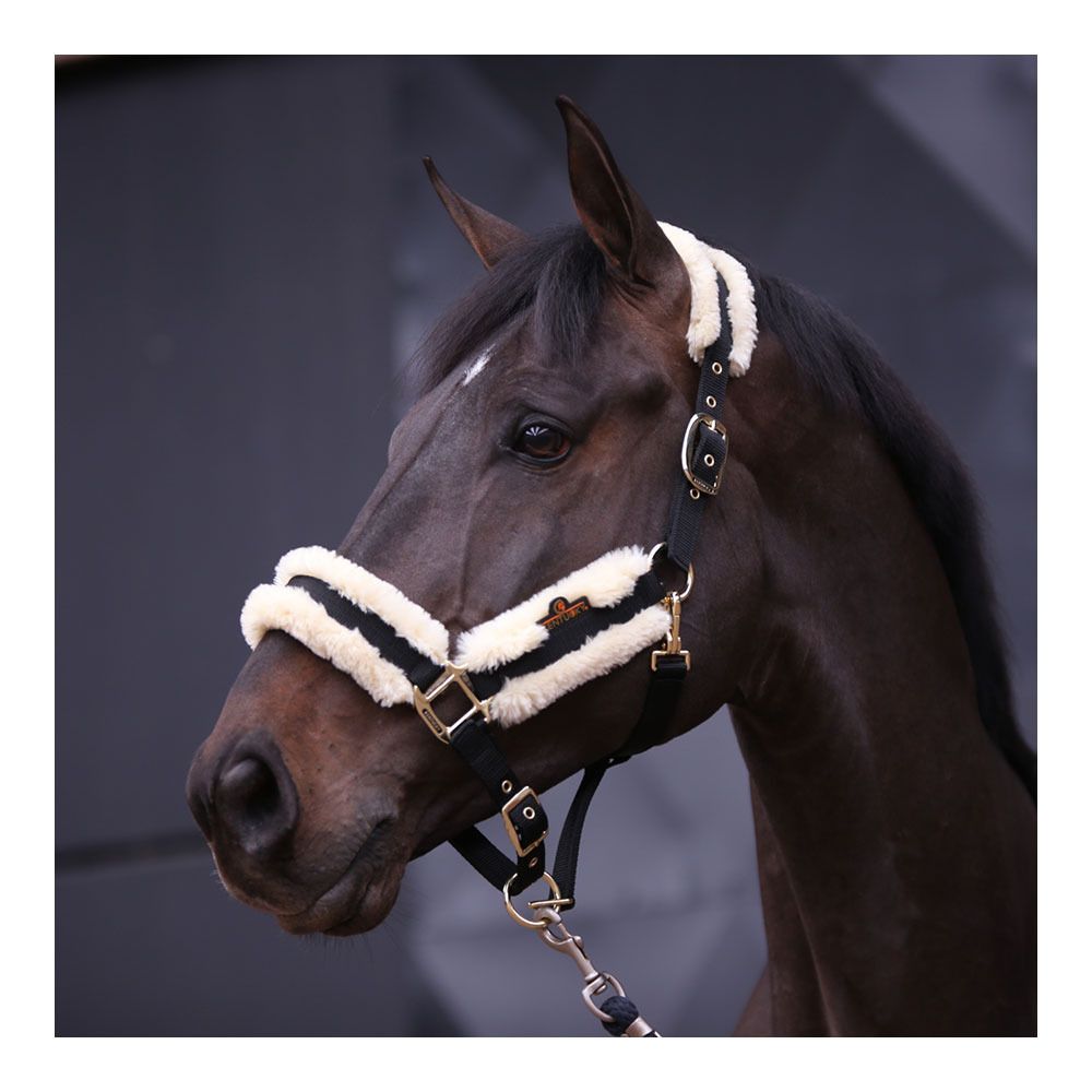 Kentucky NYLON MOUTON - Licol naturel