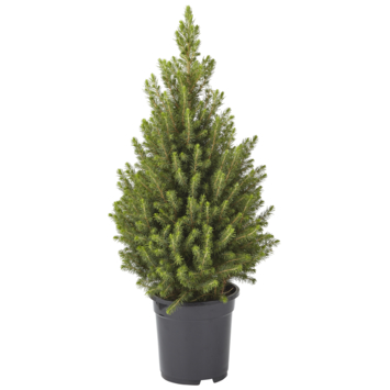 Picea Conica Kerstboom Potgekweekt 50-55 cm