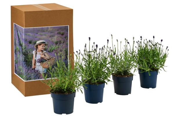 Lavendel-Set Lavendel-Vielfalt, 4-teilig