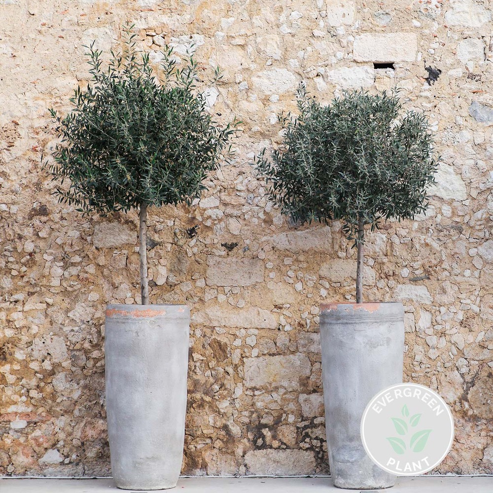 Olea europaea - olivier sur tronc - arbre - rustique – ⌀19 cm - ↕80-90 cm