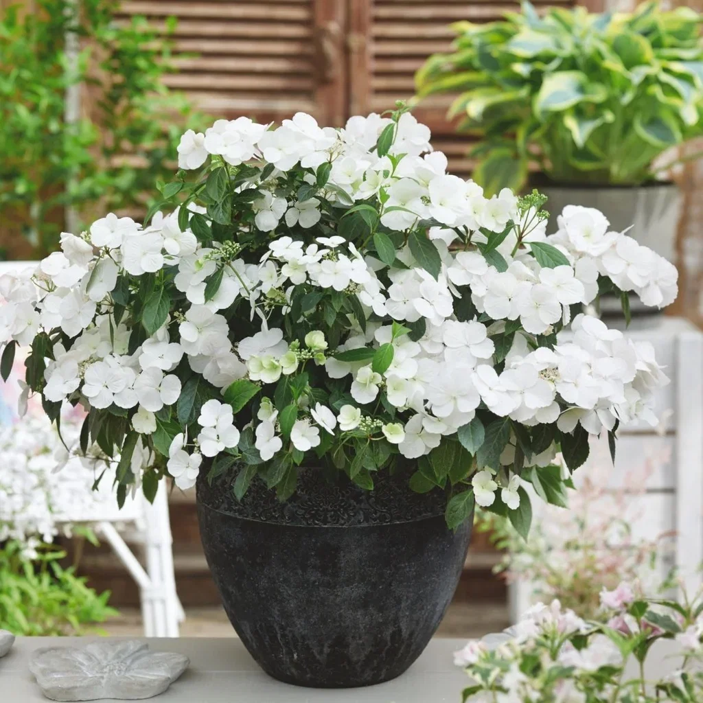 Hydrangea RUNAWAY BRIDE SNOW WHITE ('Ushyd0405') Hortensia RUNAWAY BRIDE SNOW WHITE Ø24 cm