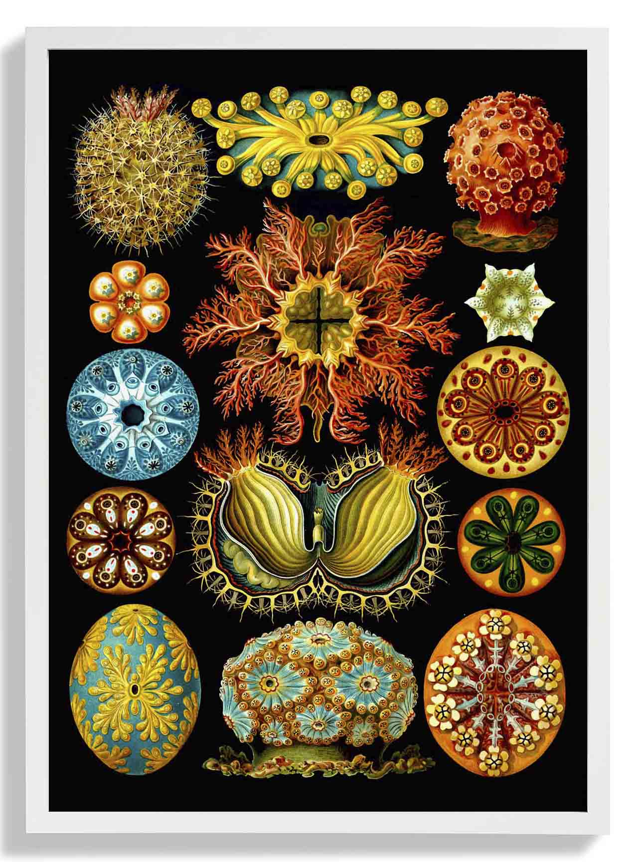 Bunte Korallen Embryologie von Ernst Haeckel