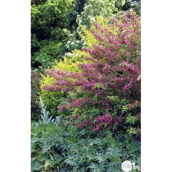 Weigela x ' Bristol Ruby ' : H 125/150 cm ctr 15 litres