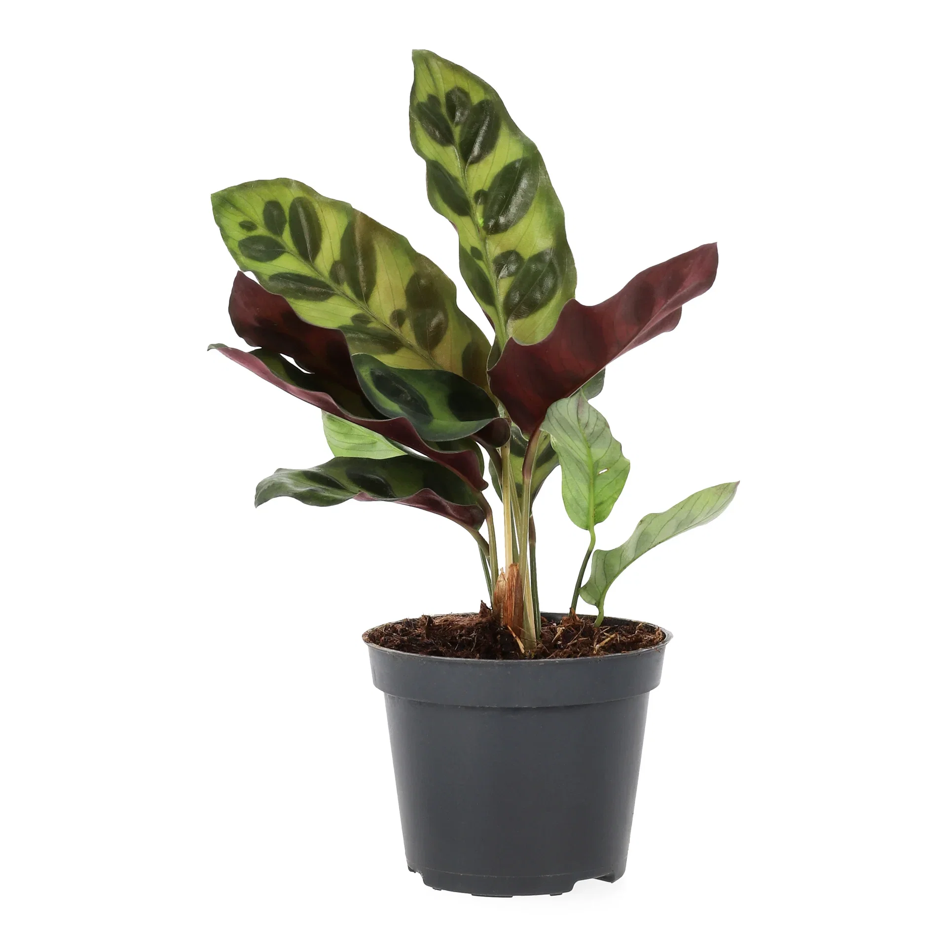 Calathea mix Calathea mini miks Høyde 15 cm