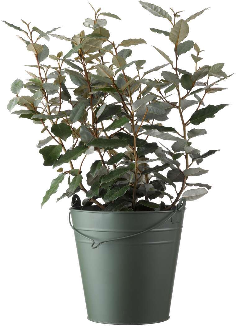 Olijfwilg (Elaeagnus ebbingei 'Compacta') H 40-60 cm