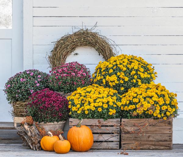Herbst-Chrysantheme
