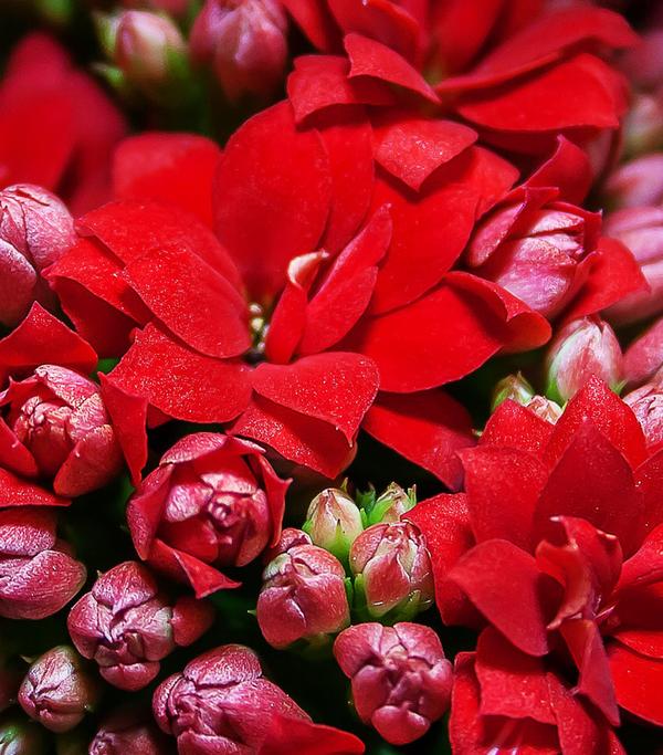Flammendes Käthchen - Kalanchoe
