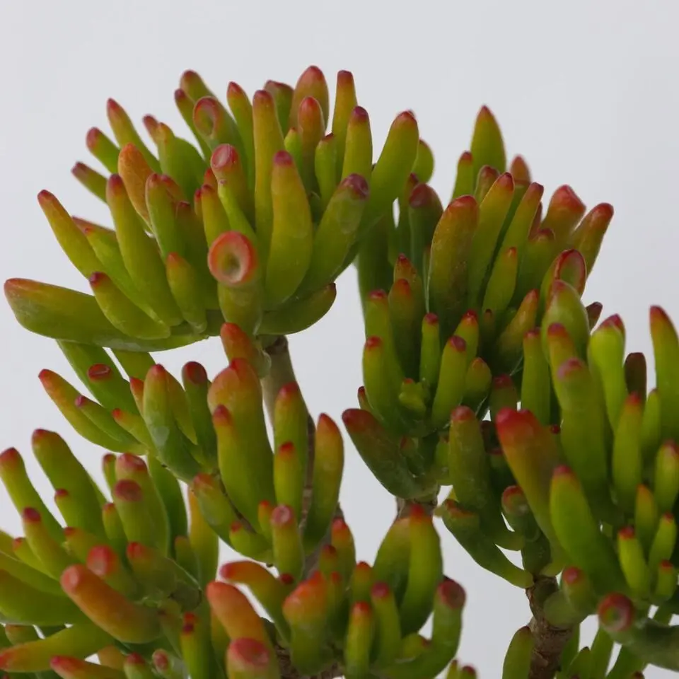 Jadeplant - Crassula ovata 'Hobbit' - Hoogte 45-50cm - ⌀23cm